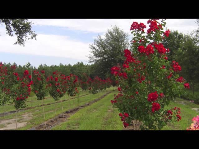 Fast Growing Dynamite Red Crepe Myrtle For Sale