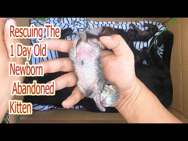 Rescuing the 1 day old newborn abandoned kittens  Caring for kittens growing up from 1- 50 days old