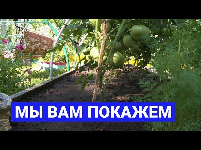 Мы вам покажем: Как выращивать помидоры