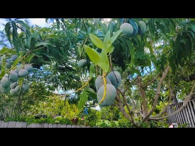 My Seedling Mango Tree Is Fruiting