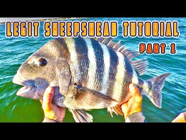 How to Catch Sheepshead (Part 1) Ultimate Fishing Tutorial