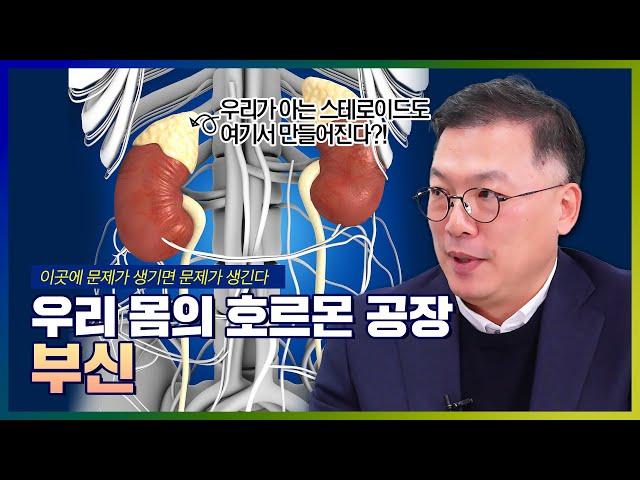 호르몬을 만들어내는 '부신'을 지켜라! | 호르몬 문제로 생기는 질환은? - [나는의사다 968회]