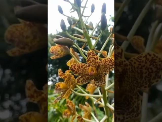 Giant orchids in my garden #short