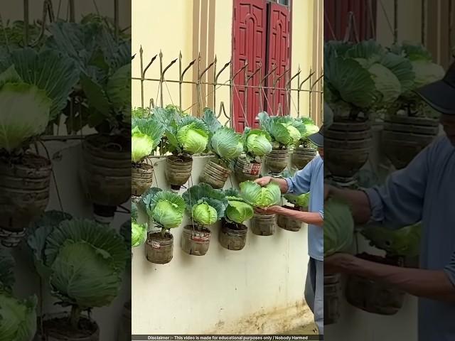 Amazing Upcycled Garden: Turning Plastic Bottles into Food & Profit! ️