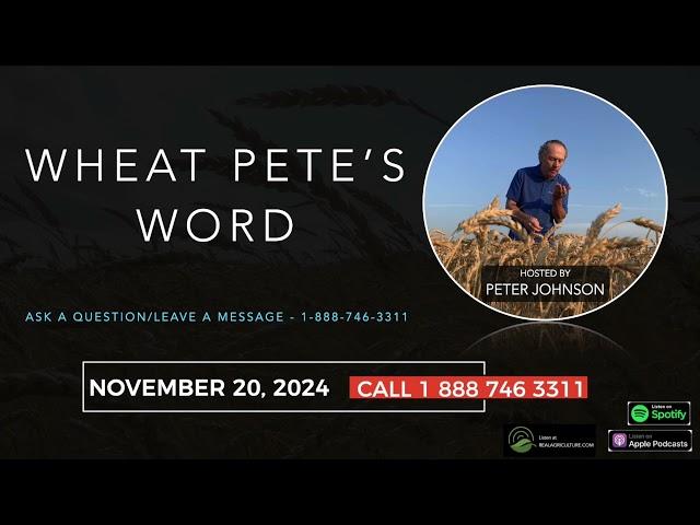 Wheat Pete's Word, Nov 20: Hat waving, choosing corn hybrids, crop prices, and fall weed control