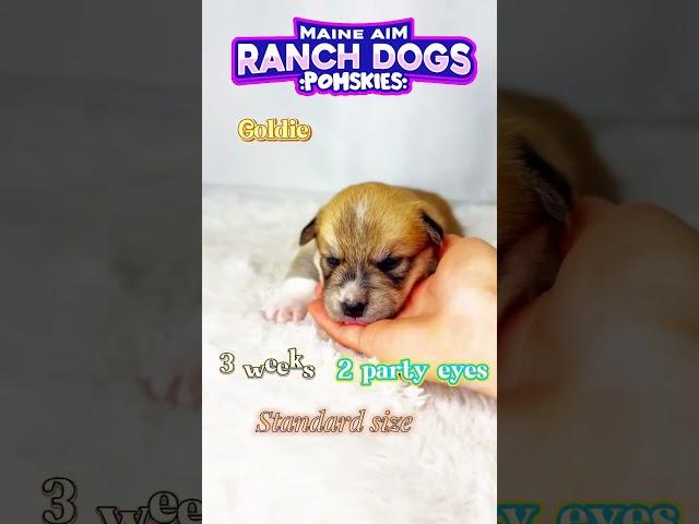 Meet Goldie – A Little Ray of Sunshine! www.MaineAimRanchDogs.com