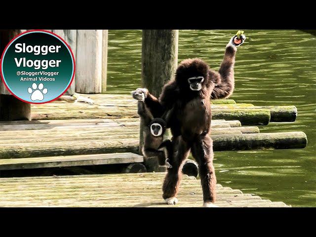 Hilarious Gibbon Mum and Baby Moments