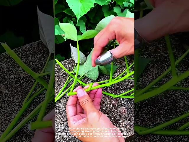 Easy Sweet Potato Vine Stem Cutting Method
