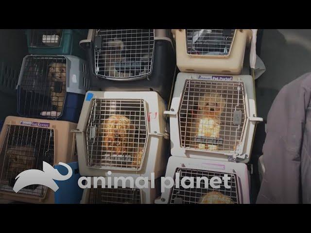 A esterilização de cães em um centro de resgate | Veterinário Das Montanhas | Discovery Brasil