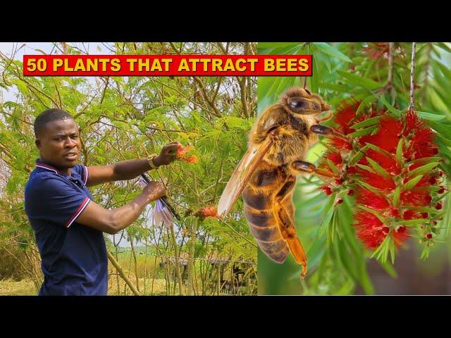 50 Plants That Will Attract Bees To Your Hives  | Bee Forage Plants