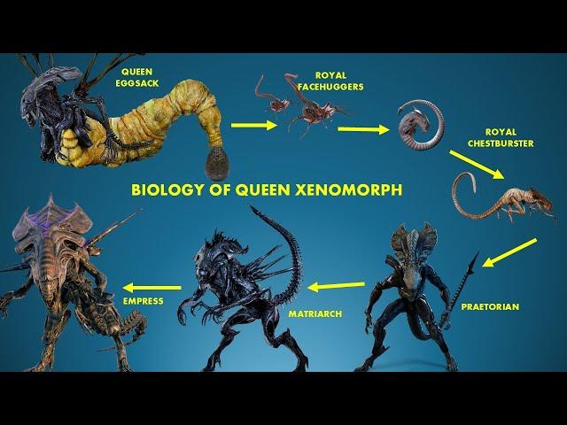 The Insane Biology Of A Queen Xenomorph