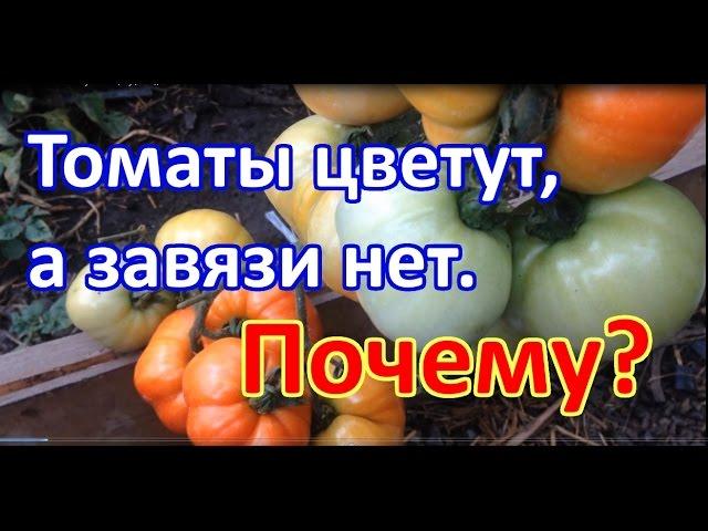 Почему томаты цветут, а завязи нет? Выращивание томатов. Когда подкармливать томаты.