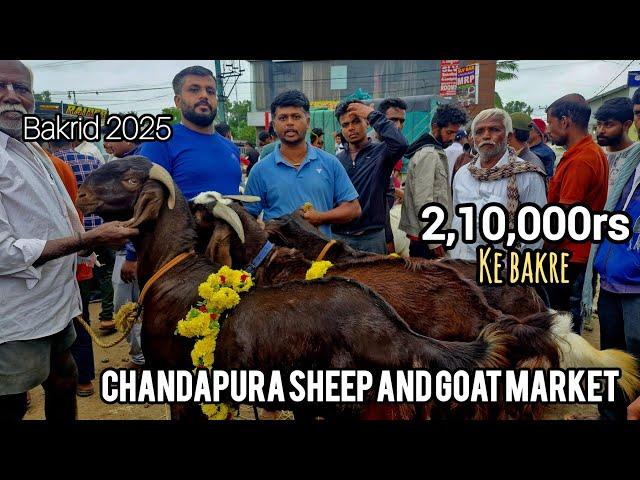 Bakrid 2025 Chandapura Sheep And Goat Market Full Detail Video Saturday Morning Market