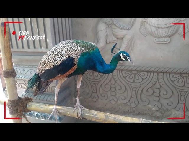 Peacock on Ramp | Close view | Hati Kheda, Jamshedpur