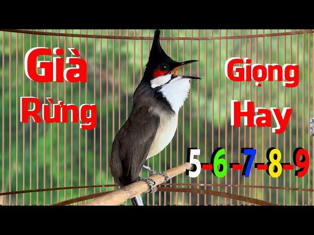 Luyện Giọng VÍP Cho Chào Mào Má Trắng,Chào Mào Non Dễ Học - Giọng Hay .song kon hót