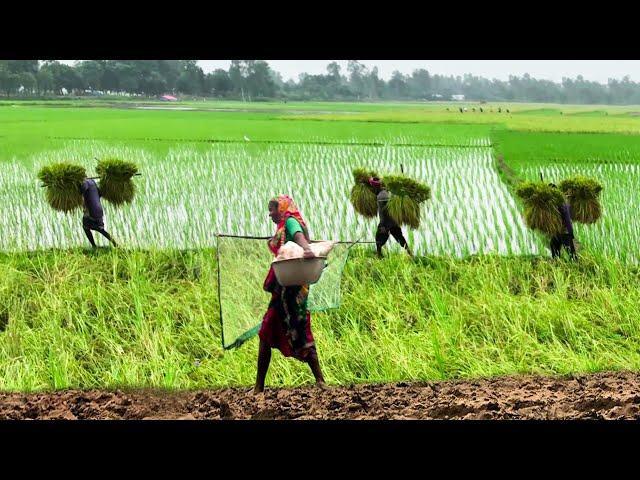 বর্ষায় গ্রামীণ জীবন || Panorama Documentary