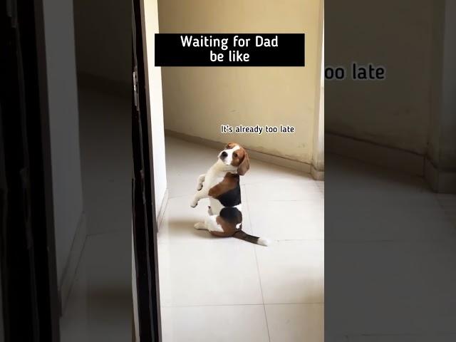 Doodle waiting for his dad  #shorts #youtubeshorts #dog #beagle #doodlethebeagle #dad #cute