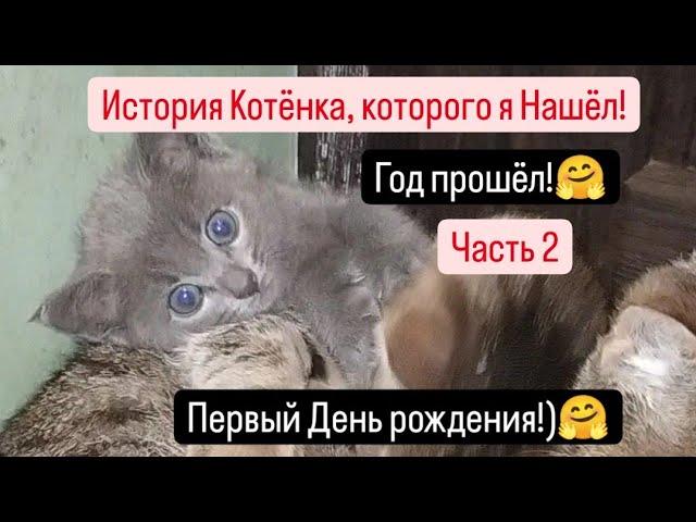 Нашёл Котёнка Год прошёл,как я её Нашёл!Часть 2. День рождения!