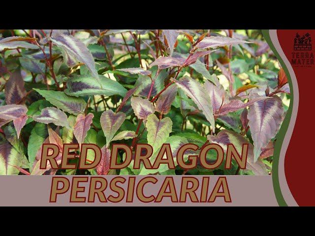 Unveiling the Allure of RED DRAGON PERSICARIA | garden gem spotlight! (Persicaria microcephala)