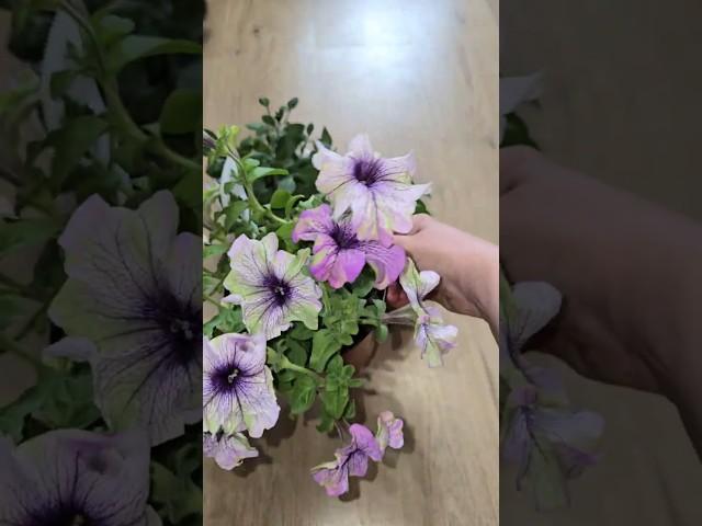 Петуния НЕ ЦВЕТЕТ Без ЭТОГО! Обрезка и Подкормка для Пышного Цветения