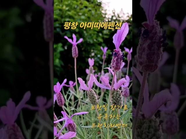 평창여행 평창펜션 보랏빛향기 프렌치라벤더 허브 식집사 아미띠에펜션 강원도여행 평창가볼만한곳 힐링여행 #평창여행 #평창펜션추천 #평창가볼만한곳 #허브 #여행