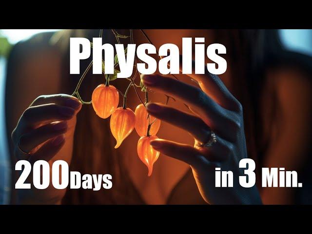 Growing Physalis Plant from Seed to Fruit  200 Days Time Lapse - Full life Cycle