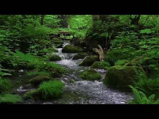 Relaxing Nature Sounds, Clear Green Forest Stream Flows, Birds Chirping