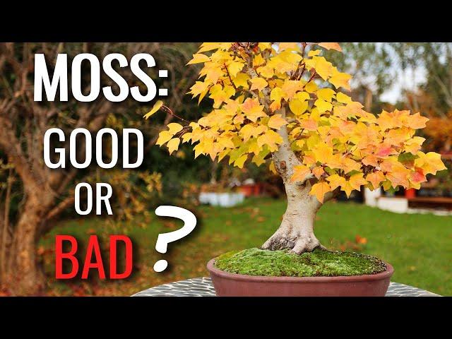 Moss and Bonsai Tree Health  |  Moss does THAT to your bonsai?