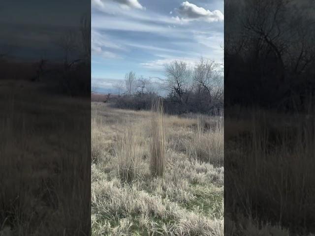 Old Geezer’s Trail Guides Two Deer with No Map #trending #shorts #youtubeshorts