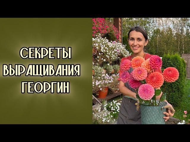 САД в СЕНТЯБРЕ! Как выращиваю георгины #милыйдом