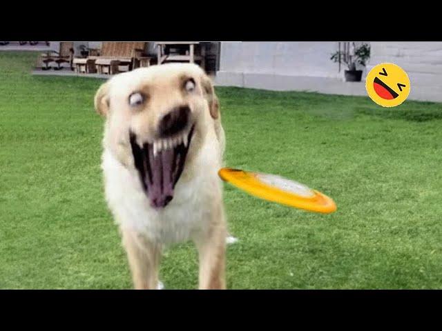 Funniest Dogs And Cats Videos  - Best Funny Animals Videos 2023 #6