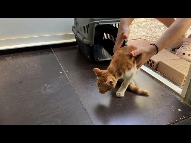 We Rescued Two Cats from the Street! One of them has 3 Legs- Takis Shelter