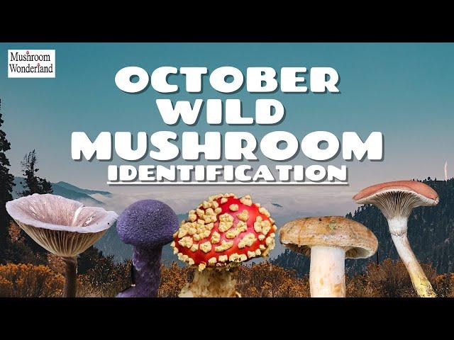 October Wild Mushroom Identification 2024