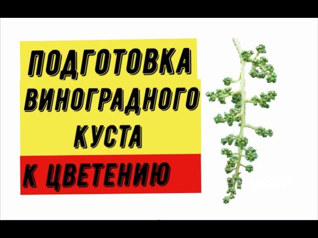 Подготовка виноградного куста к цветению. Виноградник Вадима Точилина