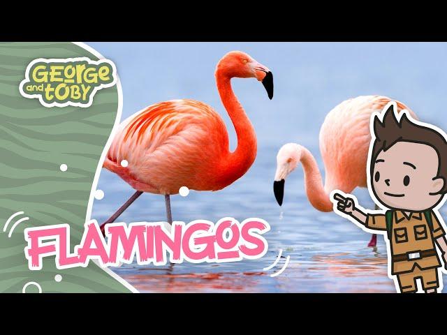 Flamingo Facts for Kids | George & Toby Wildlife Rangers | Animal Facts For Kids