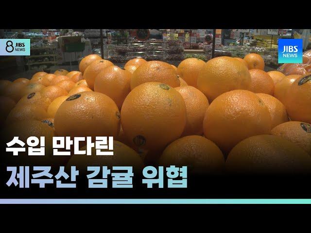 수입 만다린 제주산 감귤 위협 /JIBS/제주/2025.04.22