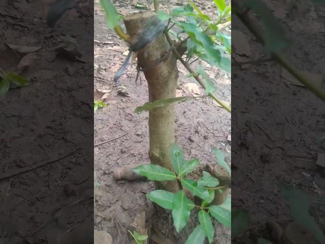membuat batang tambahan pada calon bonsai loa