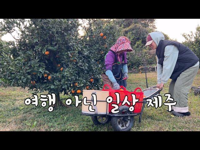 SUB 단순로그281 in Jeju 여행 아닌 일상이 되는 제주 vlog