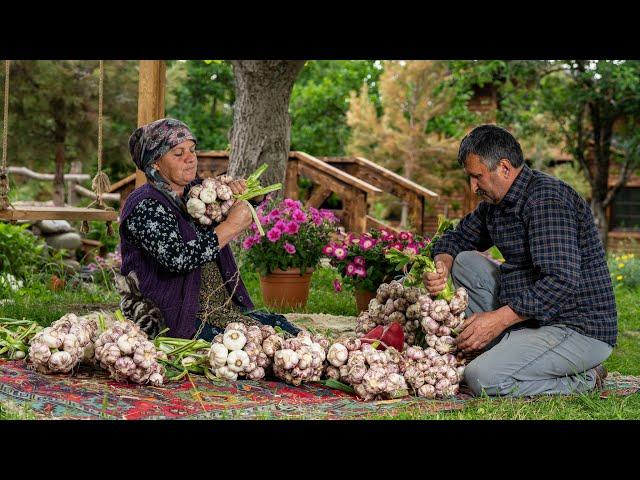 Harvesting and Pickling Garlic for Year Round Flavors