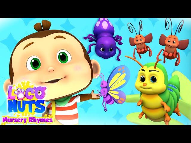 Bugs Bugs Bugs Song | Nursery Rhymes and Baby Songs for Kids with loco Nuts