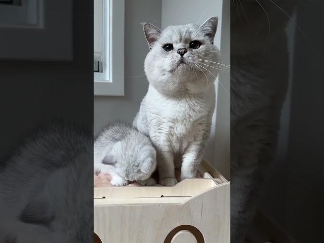 Big British shorthair cat -daddy (9years old) and kitten (6 weeks old)! both has big cheeks!