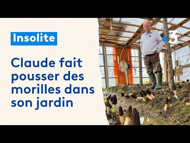 "Ça sort de partout", ce retraité fait pousser des morilles dans son jardin