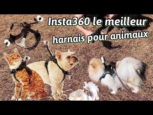 Harnais Insta360 pour animaux