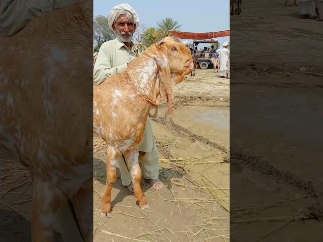 #goats#makhicheenigoats #madrasa Mandi#baredar bakre rate#Shahzad Shah official#