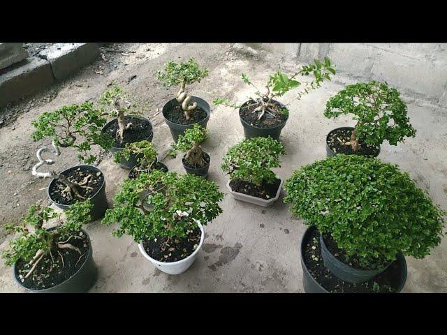 HARGA BONSAI  MINI 082142421986