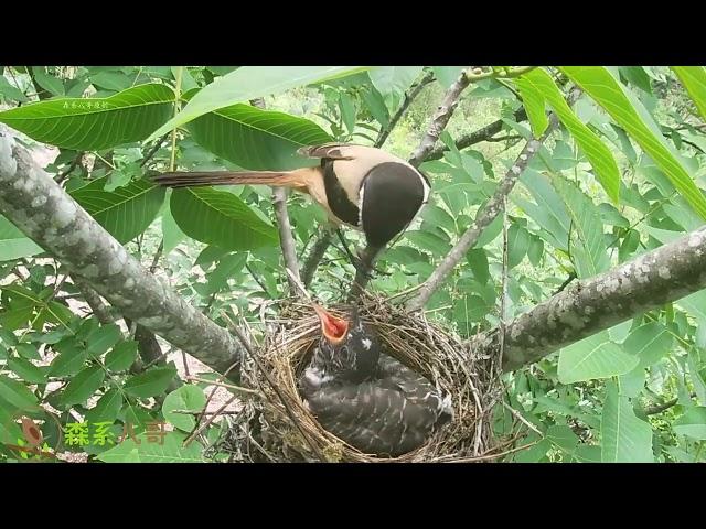 Day12, The cuckoo bird eats a lot in the shrike's nest杜鹃鸟占据伯劳鸟窝第12天，已经长大，就是想啃老