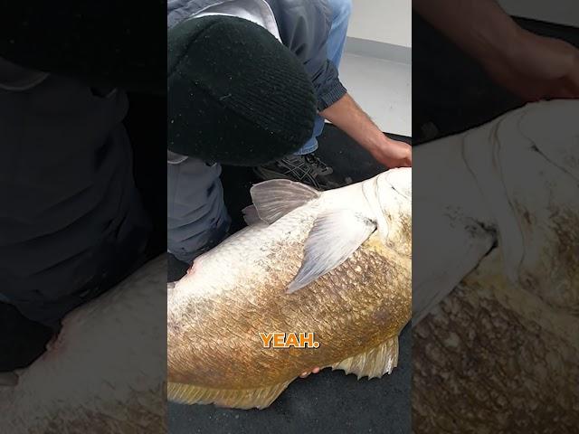 HUGE Fish Thrown At My Feet! #fishing #blackdrum #shorts Black Drum Fishing