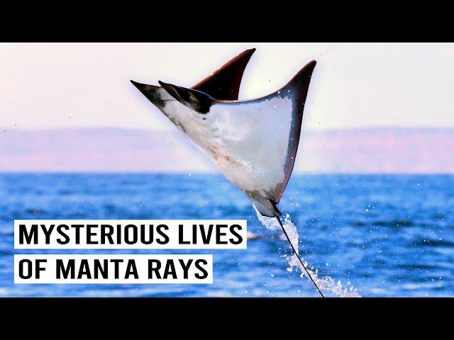 Understanding Manta Rays (4K Documentary) | Blue Realm