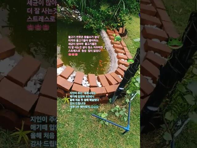 #Lie (DNDM)# 연못가 대추나무#Jujube tree# pond