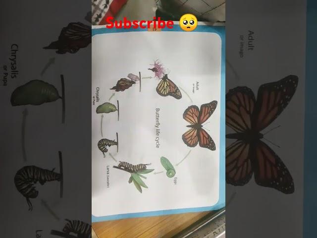 Diagram of butterfly life cycle....#art #project #viral